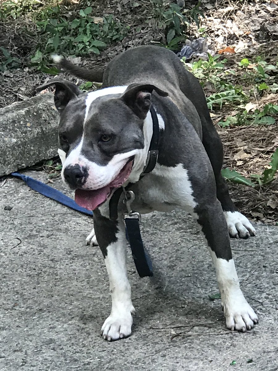 FR0KUNT's tweet photo. new dog https://t.co/38P3piibDY