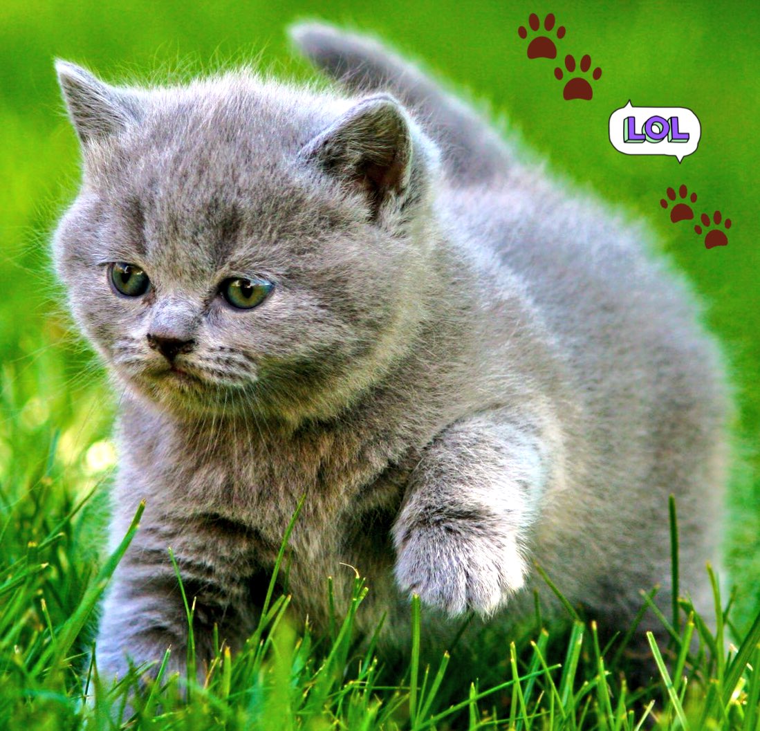<a href="/vP8ScdjeZKI7oAd/">Собаки и кошки.Клуб.</a>