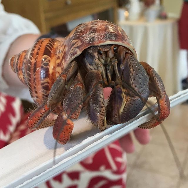 cutiemonstrface's tweet photo. Look at this big baller #hermitcrab my niece has been raising for 2+ years! From the boardwalk to the boardroom...
.
#cutiemonsterface #cutiemonster #hermitcrabsofinstagram #bighermitcrab #mondoclaw #bigclaw #moltingseason https://t.co/8mADOf7vlS https://t.co/2ElTlNqLLM