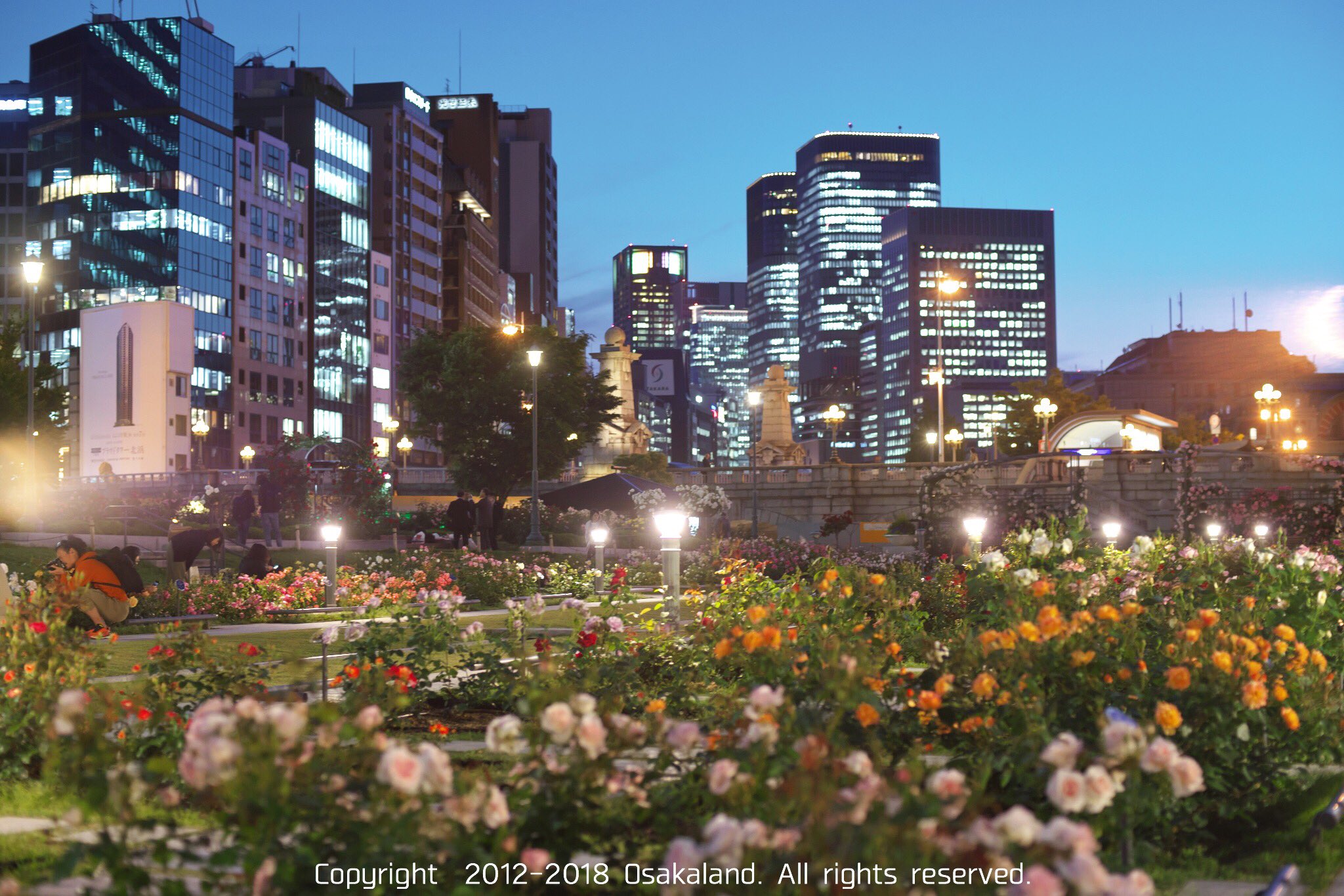 おおさからんど 夜の中之島バラ園 大阪市北区 中之島公園バラ園 T Co 5yfvszsb4e Twitter