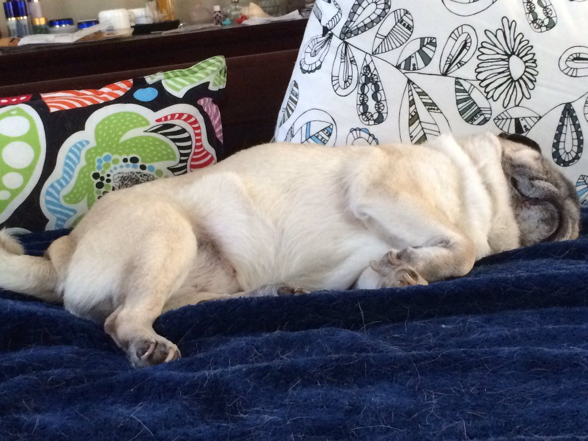 KKoalaM's tweet photo. After dinner nap #seniorpuglife #queencora #AdoptDontShop #pugrolls https://t.co/k8YbD98bl2