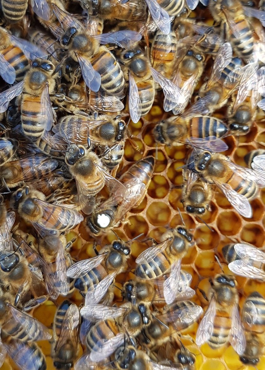 covehoneybees's tweet photo. This is definatly going to be my hive for grafting queens this year again, she's filled the second brood box out already, extramly gentle and amazing honey collector's 👌🍯🐝👍
#HoneyBees #queenbreeding #beefarming #unclippedqueen #covehoneybees https://t.co/TcJUEFyNpy
