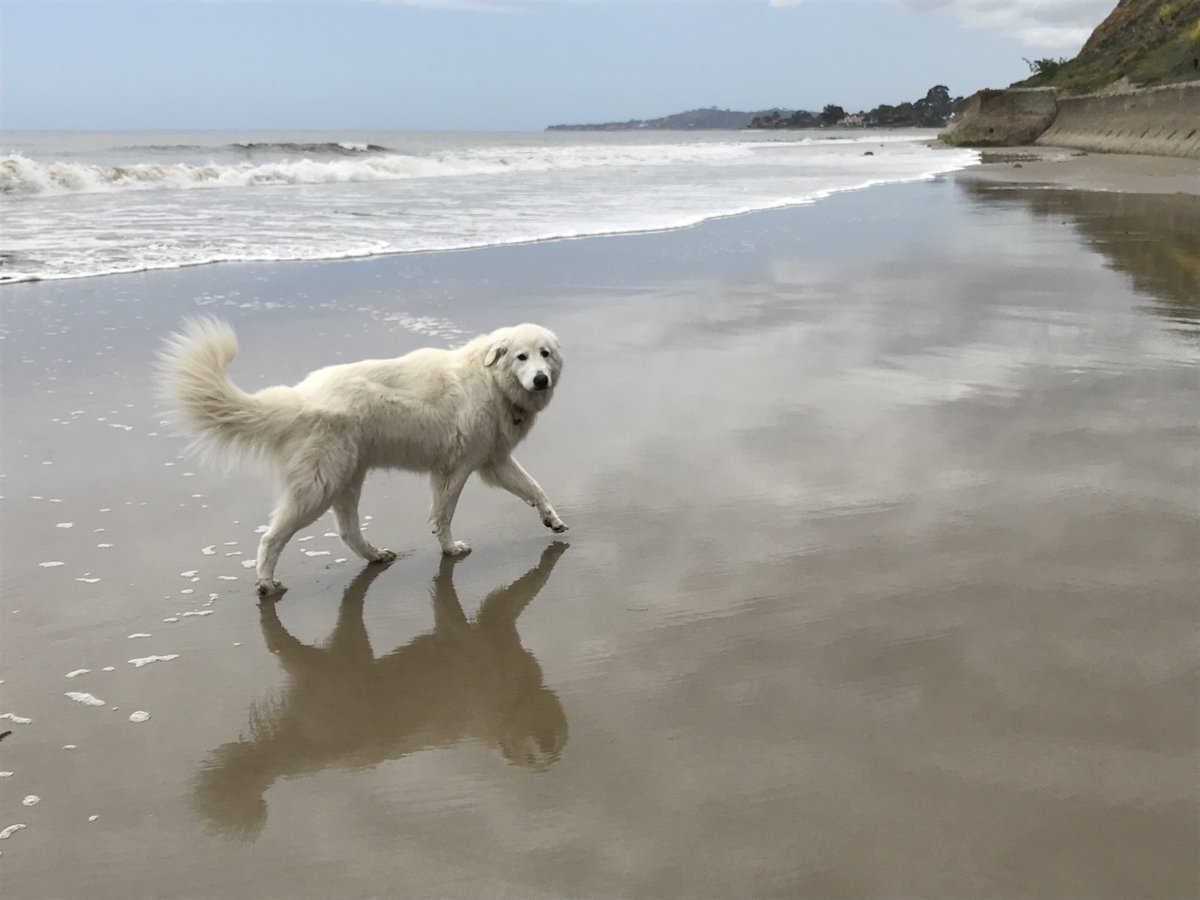 #beautifuldays #maremma #italiansheepdogs #SantaBarbara