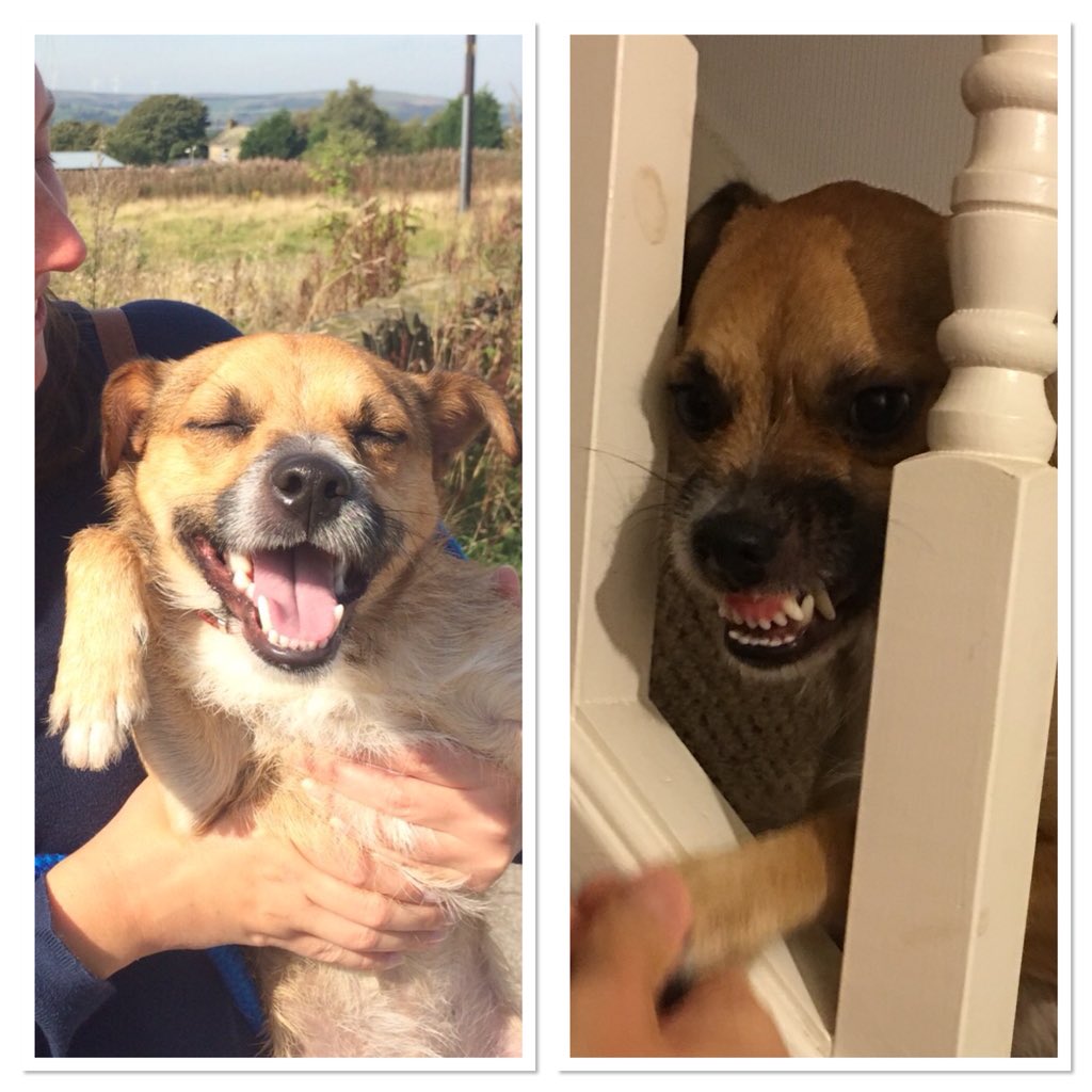 Derren Brown on Twitter "Your dog’s so cute. Right.…