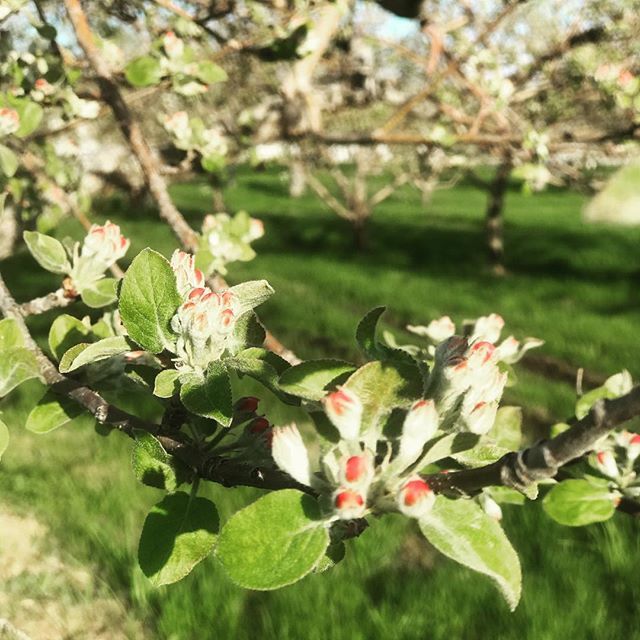 Notre maître de chai <a href="/danielbrongo/">Daniel Brongo</a> prévoit une pleine floraison du verger au Domaine Neige dès le week-end prochain! 👌🏻🌸🌸🌸 #floraison #blossoms ift.tt/2Ih0MYj