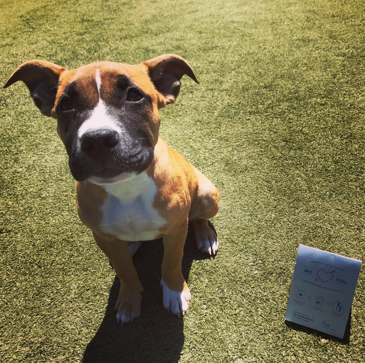 PPRJIA's tweet image. Have you heard about our reward program, FLOK? Ask a receptionist about it today!