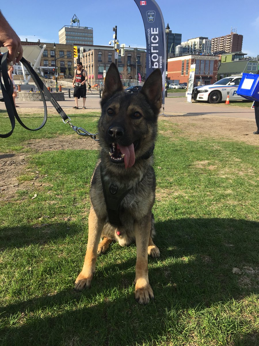 BarriePolice's tweet photo. The Home Safe Run/Walk has also brought out our K-9 unit! @autismsimcoe @AlzheimerSimcoe #BPSHomeSafeRun https://t.co/AOW4crn7hD