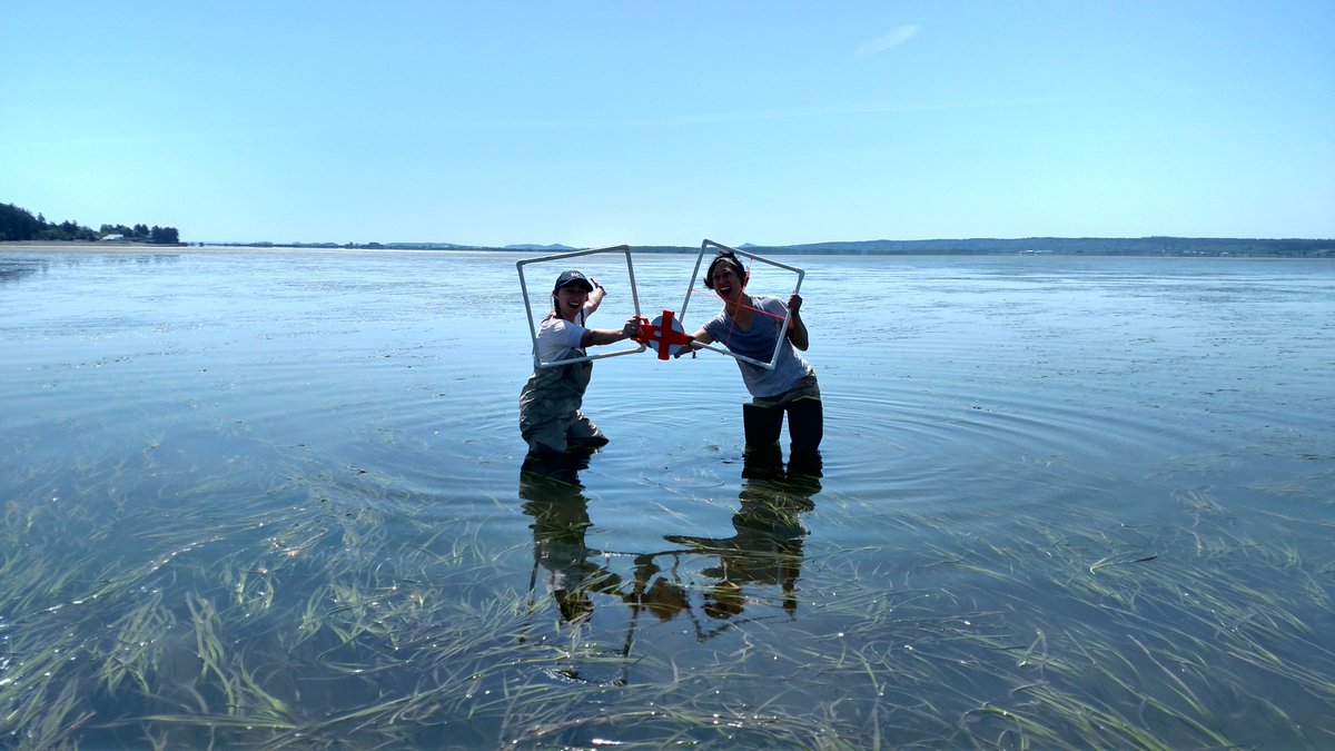 Padilla Bay NERR (@padillaresearch) on Twitter photo Another beautiful and fun filled day counting eelgrass and estimating growth in #PadillaBay #NERR with our very serious team of Shauna Bjornson (WCC) and Dr. Sylvia Yang <a href="/EcologyWCC/">Washington Conservation Corps</a> <a href="/EcologyWA/">WA Department of Ecology</a> <a href="/Estuaries4Life/">NERRA</a> @HuxleyCollege Another beautiful and fun filled day counting eelgrass and estimating growth in #PadillaBay #NERR with our very serious team of Shauna Bjornson (WCC) and Dr. Sylvia Yang <a href="/EcologyWCC/">Washington Conservation Corps</a> <a href="/EcologyWA/">WA Department of Ecology</a> <a href="/Estuaries4Life/">NERRA</a> @HuxleyCollege