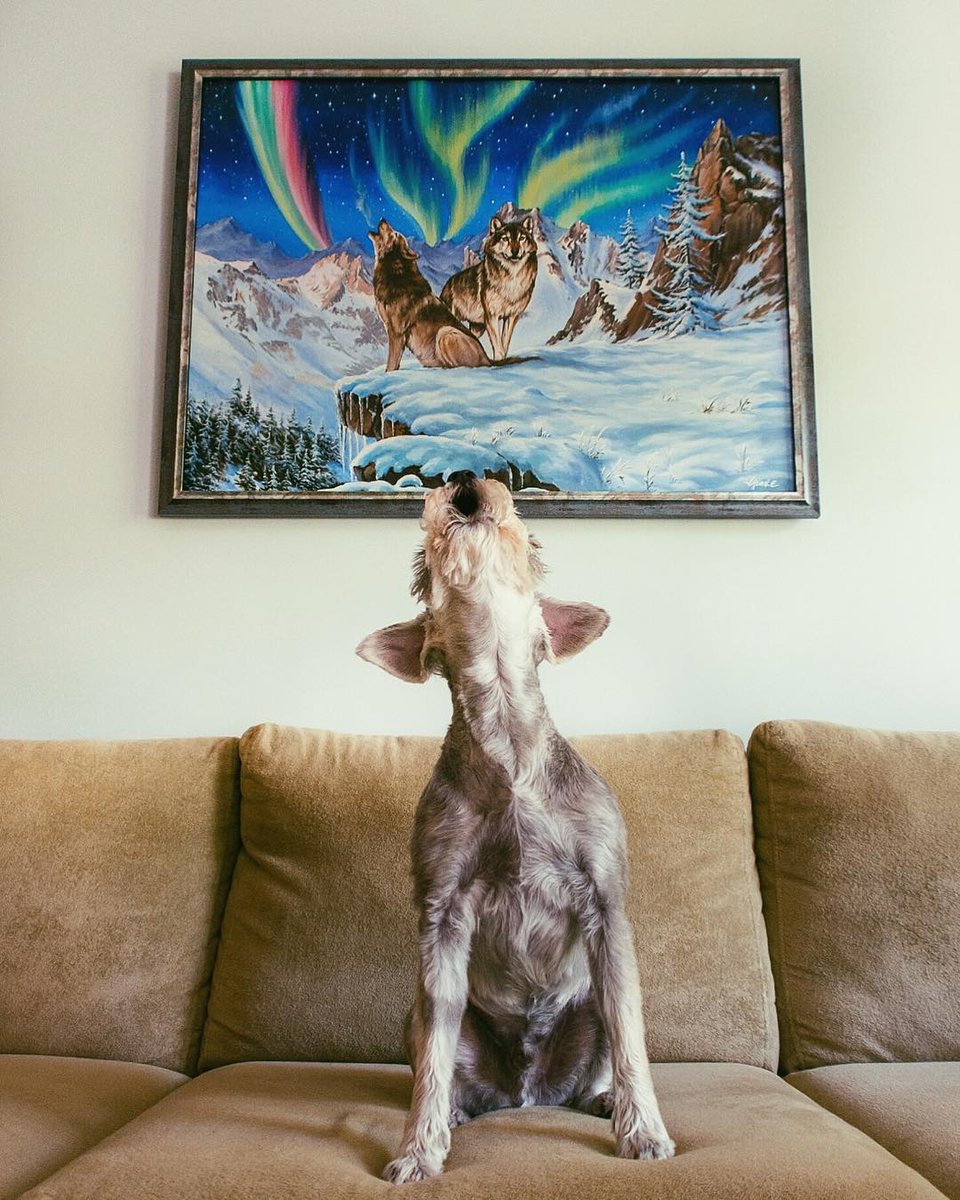 VicktorLTD's tweet photo. Welcome to the wolf pack, Keaton 🐶 #WHPimagination https://t.co/Y4XL5CgGlp https://t.co/FEMre2q8K3 https://t.co/72JOODcSS8