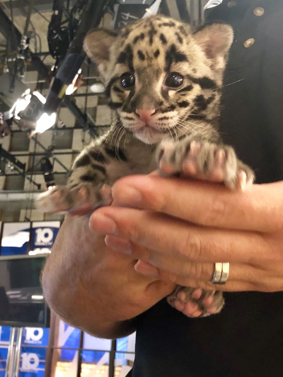 My heart melted today when this baby clouded leopard fell asleep in my arms. In love 😍❤️ Thanks for the visit <a href="/ColumbusZoo/">Columbus Zoo</a>! #10TV