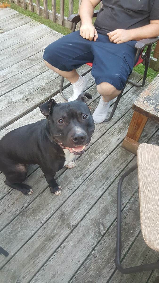 SophieSimmer44's tweet photo. If anyone who follows me supports #pitbulldropoff UNFOLLOW AND BLOCK ME, I owned my pits for 5 years till they passed away (health reasons) and they were amazing, kind and never hurt anyone.♡ https://t.co/ikAtusmuUq