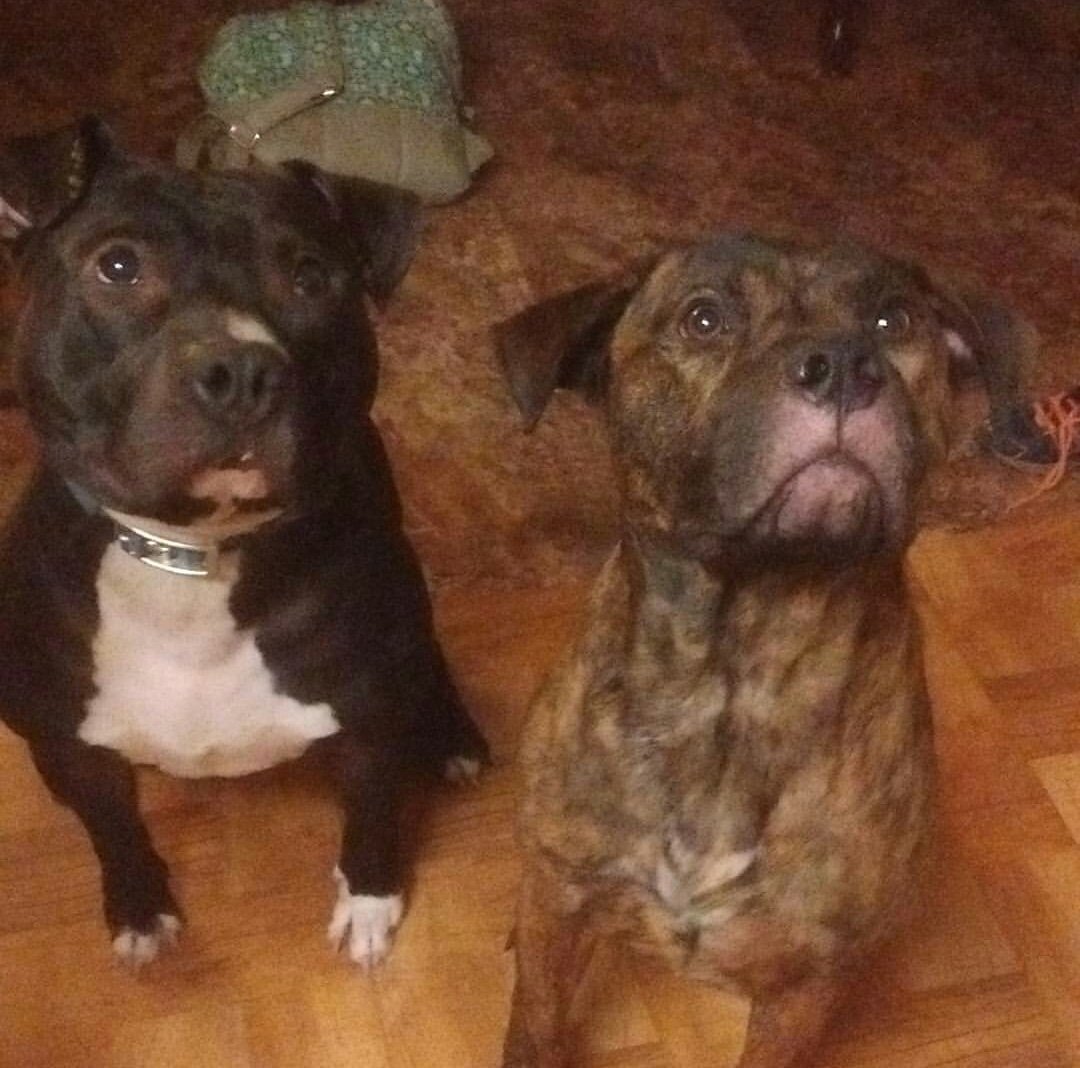 SophieSimmer44's tweet photo. If anyone who follows me supports #pitbulldropoff UNFOLLOW AND BLOCK ME, I owned my pits for 5 years till they passed away (health reasons) and they were amazing, kind and never hurt anyone.♡ https://t.co/ikAtusmuUq