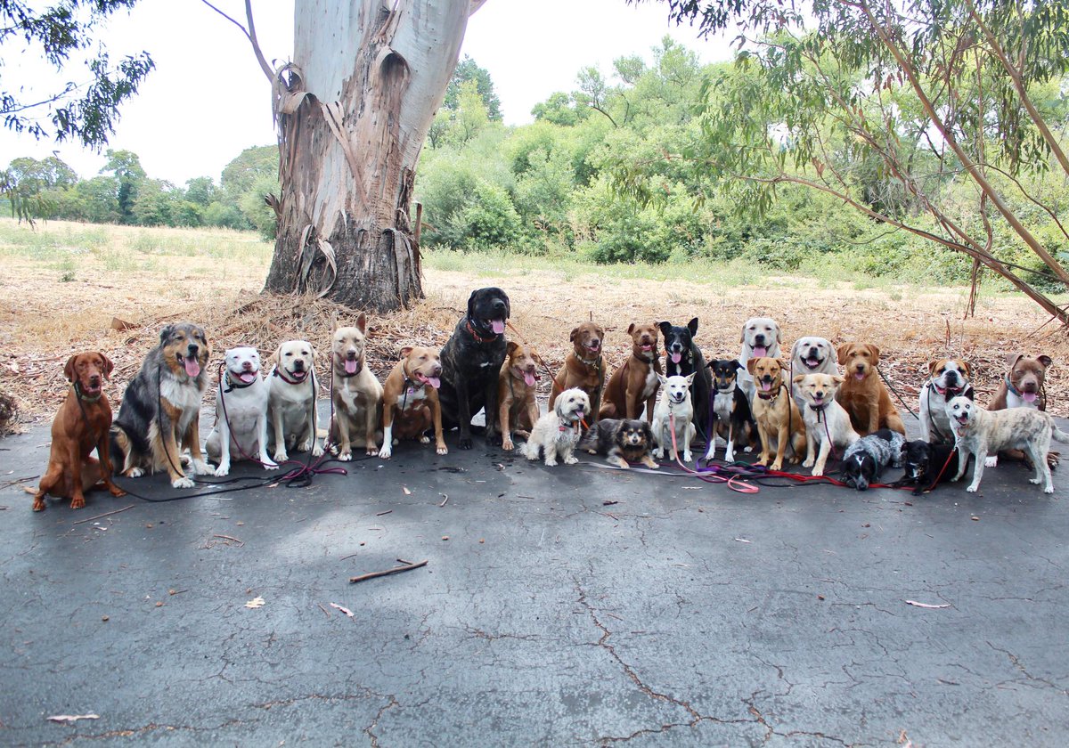 barknbarrel's tweet photo. Are they all yours? OMG how do they all get along? Thats amazing!!!! Best thing I have seen all day! How do you get them to be so good?
#thingspeoplesay #dogwalkerlife #dogsoftwitter #packwalker #dogbuisness #happyness #bossbabe #k9concierge https://t.co/0eNgcN2C3k