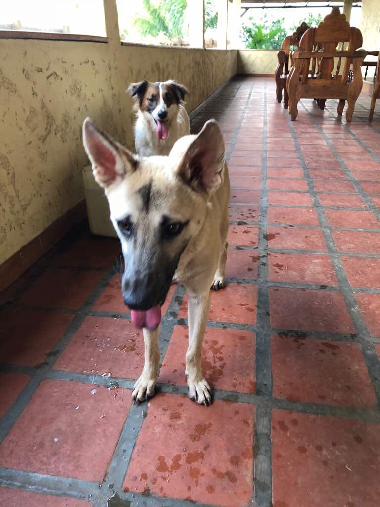 MASCOTASDECALLE's tweet photo. Millones de bendiciones y miles de gracias a la Sra. Evelin y toda su familia, por esta gran oportunidad, eternamente agradecidos por esta inmensa ayuda y su noble corazón! Esta fue una adopción x 4 ❤️❤️❤️❤️
Blanquita, Avelina, Cristóbal y Patrick felizmente ADOPTADOS! https://t.co/8uZM6OIgnc
