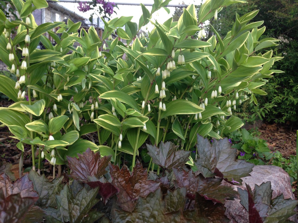Good shade plant. Solomon’s Seal.