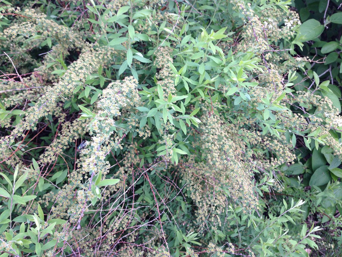 Time to prune off the spent blooms of Spirea.