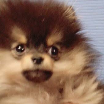 jmfavs's tweet photo. Yeontan te julgando por você passar por esse tweet não dá RT nele e nem comentar as tags da votação! 

#iVoteBTSBBMAs - @BTS_twt https://t.co/F7UrfadRyV