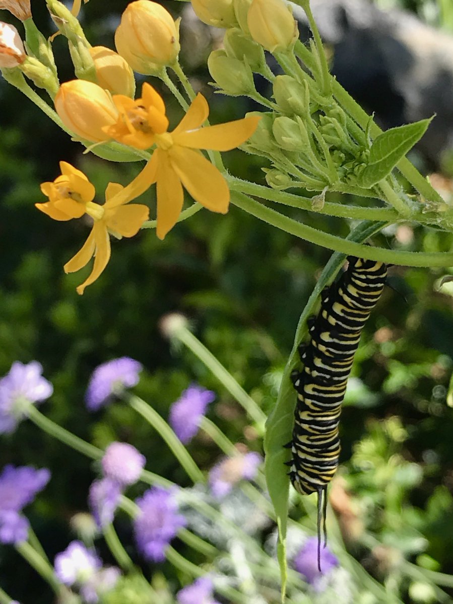 Monarch season is starting strong. #Monarch #Monarchs #PlantMilkweed #ReverseHabitatLoss #BackyardBeauty #CaliforniaPerfect #SanDiego #SavetheMonarch #ButterflyUnderConstruction