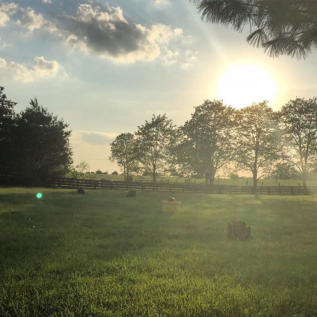 crazysheeplady's tweet photo. Good evening!  Zoom in to see Traveler, the horse with the special cat next door 😍. #friendscomeinallsizes #sunset https://t.co/6Q3Tb3KS8M https://t.co/258YHO8tMN