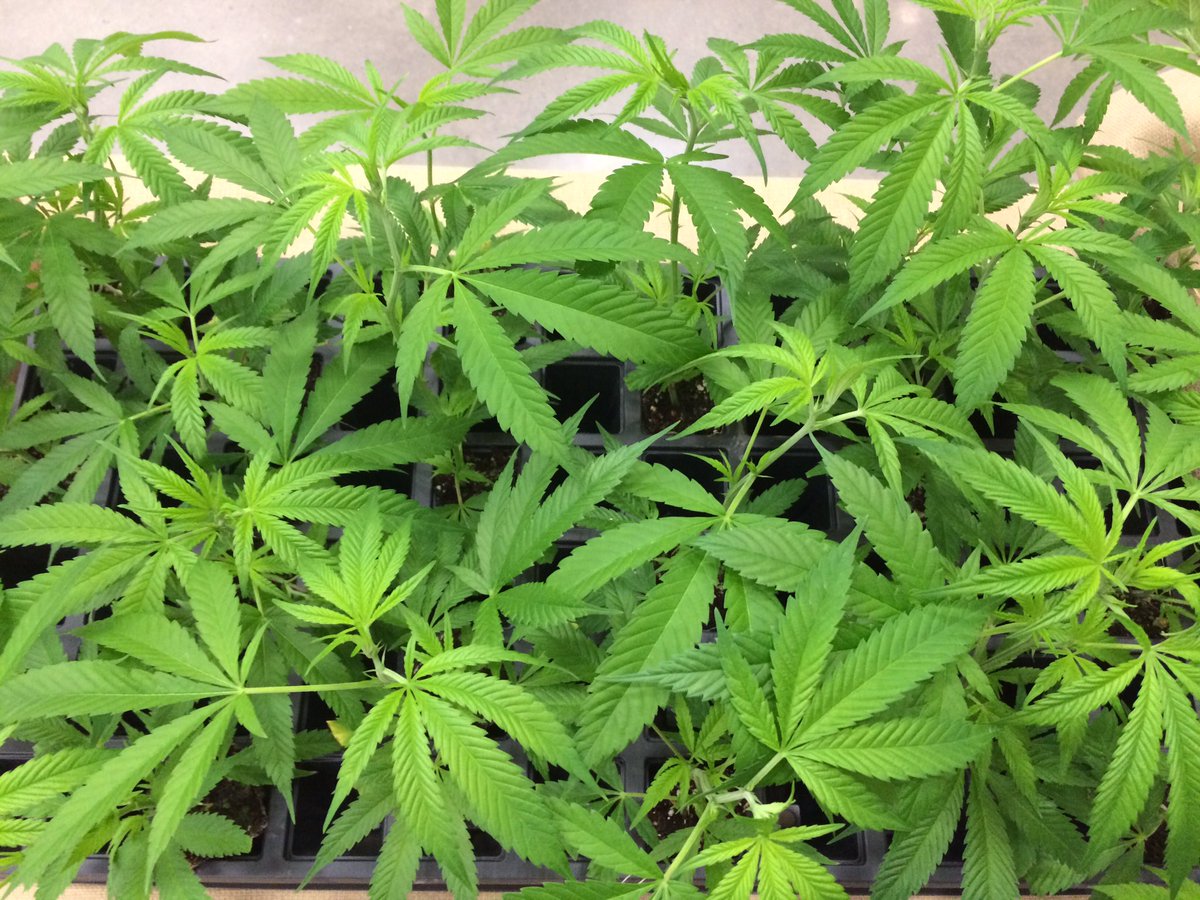 NCHempTalk tweet media