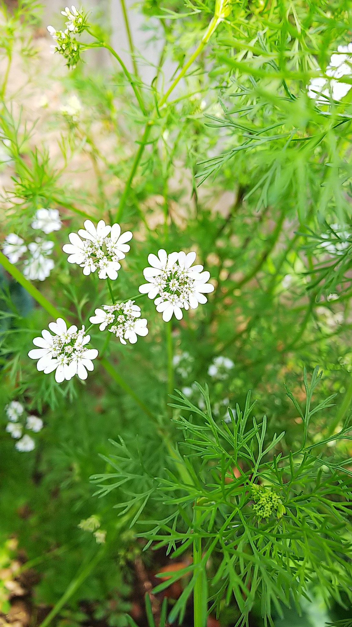 マリリン 秋に撒いた種が冬を越して大きくなって花を咲かせています 幹が木のように育っていてビックリ パクチー パクチー好き パクチー栽培 T Co Ieh0qazkhy Twitter
