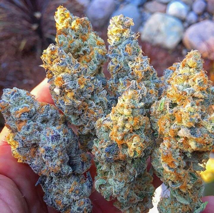 420plug2's tweet image. Ya'll can't buy happiness.
but ya'll can buy #weed and that because its pretty close😍💚.
#Real #Plug👆
#Get #Connected🔥🔥