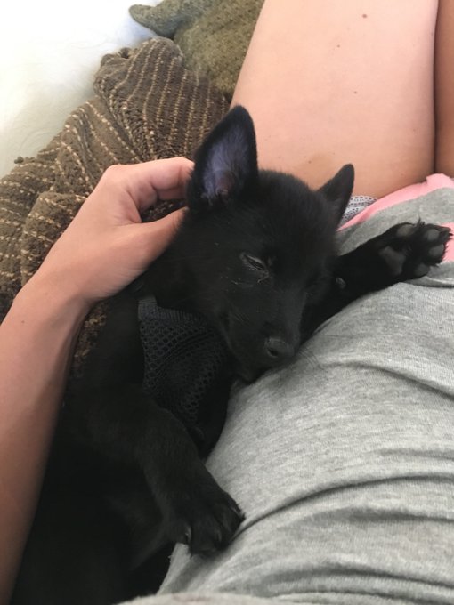 Baby #Phasma I&rsquo;m a Schipperke and Adorable 😍🙌 ... All my animals have cool names https://t.co/PdKKEQ<a href="/tag/phasma"class="tags">#Phasma</a>