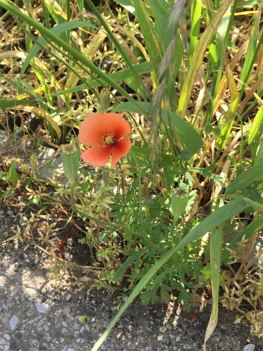 ポピーみたいな道端でよく見る花