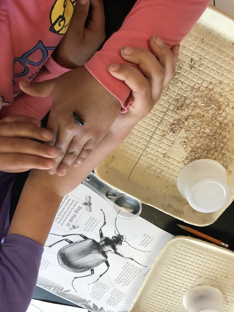 SoutholdScience's tweet photo. Comparing some insect parents and their offspring @southoldelem @mrswinfirst @jdrower1 @TeresaTsiejka https://t.co/tGAPNknH5s