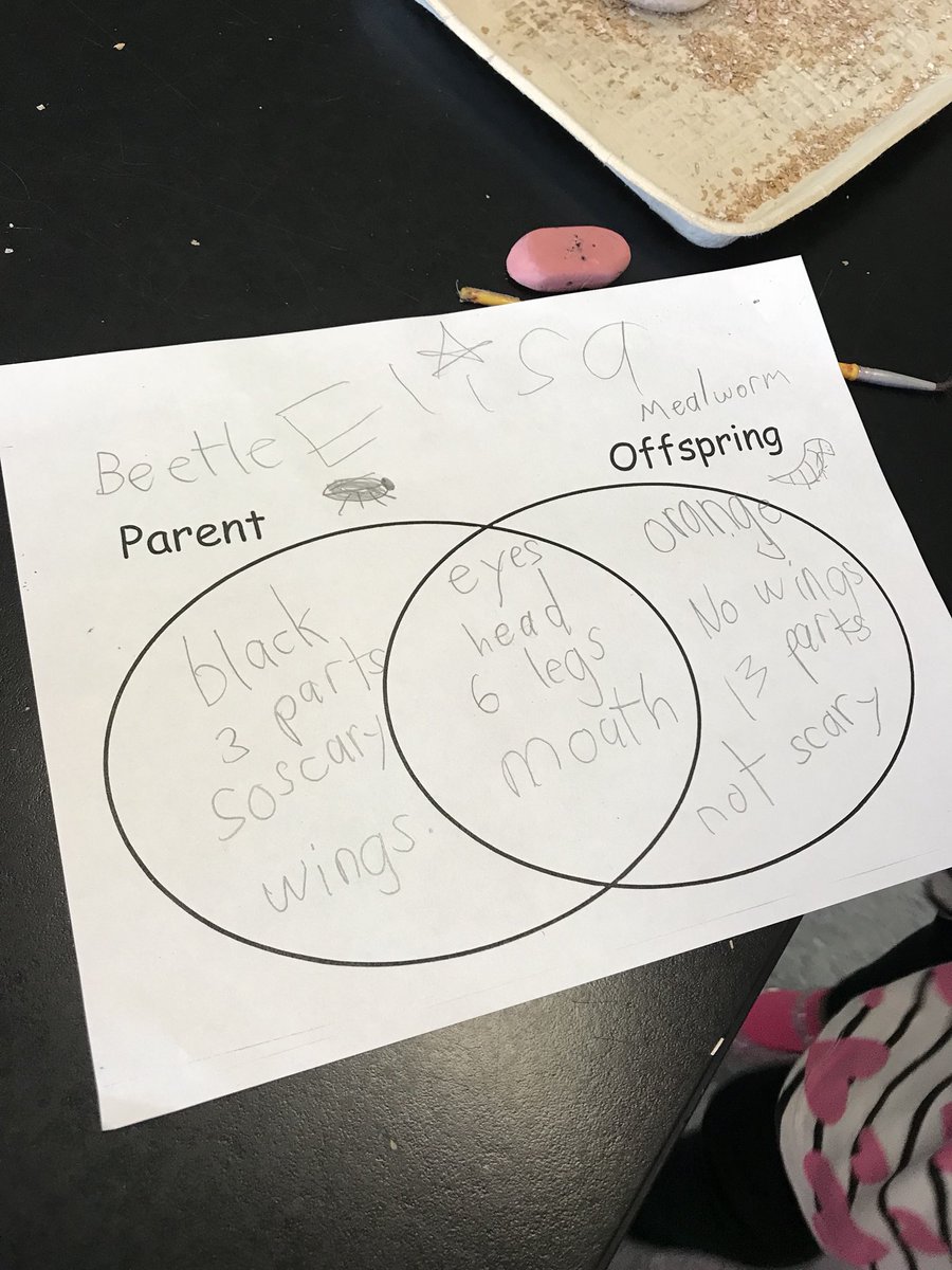 SoutholdScience's tweet photo. Comparing some insect parents and their offspring @southoldelem @mrswinfirst @jdrower1 @TeresaTsiejka https://t.co/tGAPNknH5s