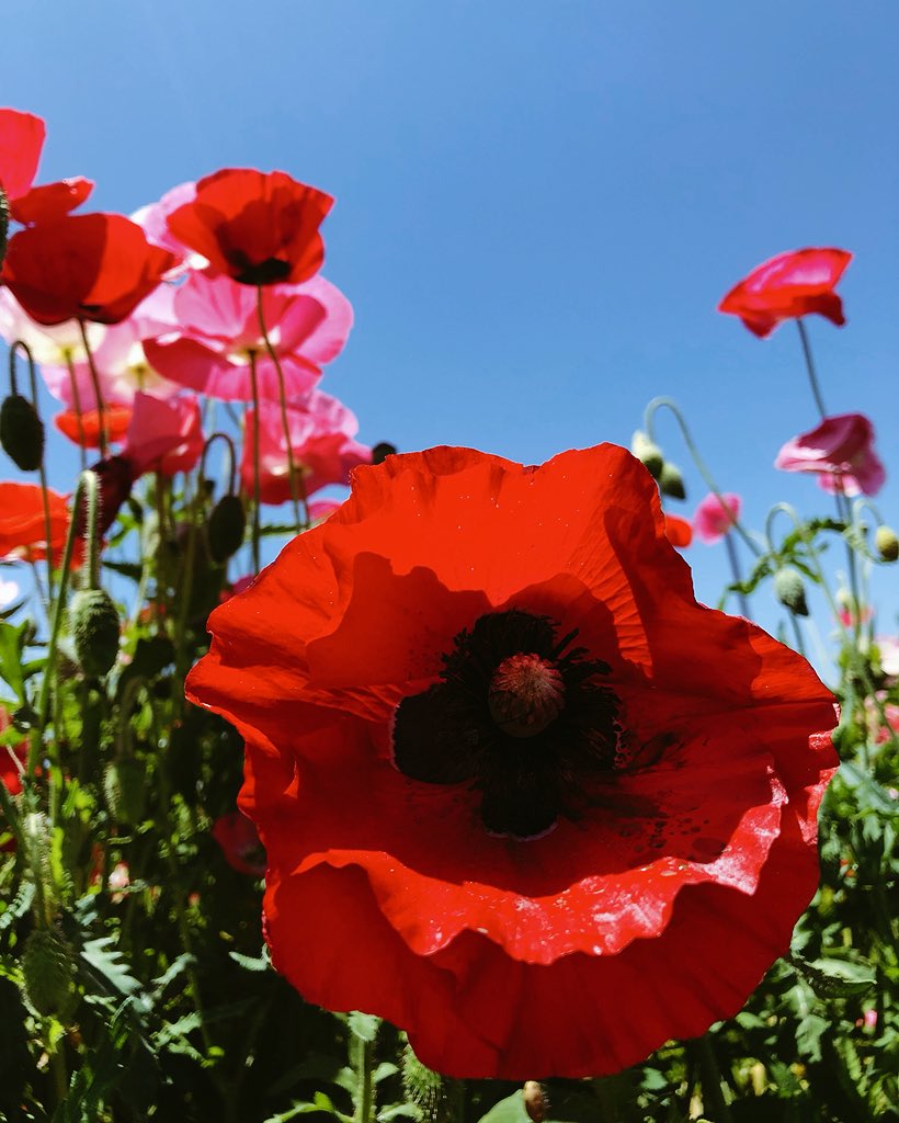 赤いポピーの花言葉