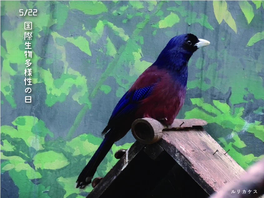 上野動物園［公式］ on X: 