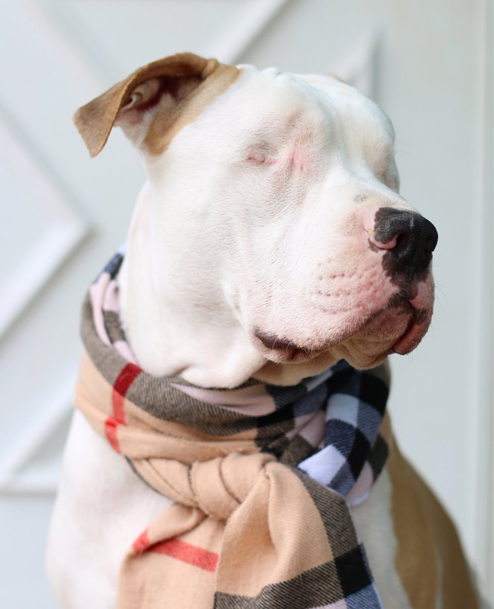 WeRateDogs™ (@dog_rates) | Twitter