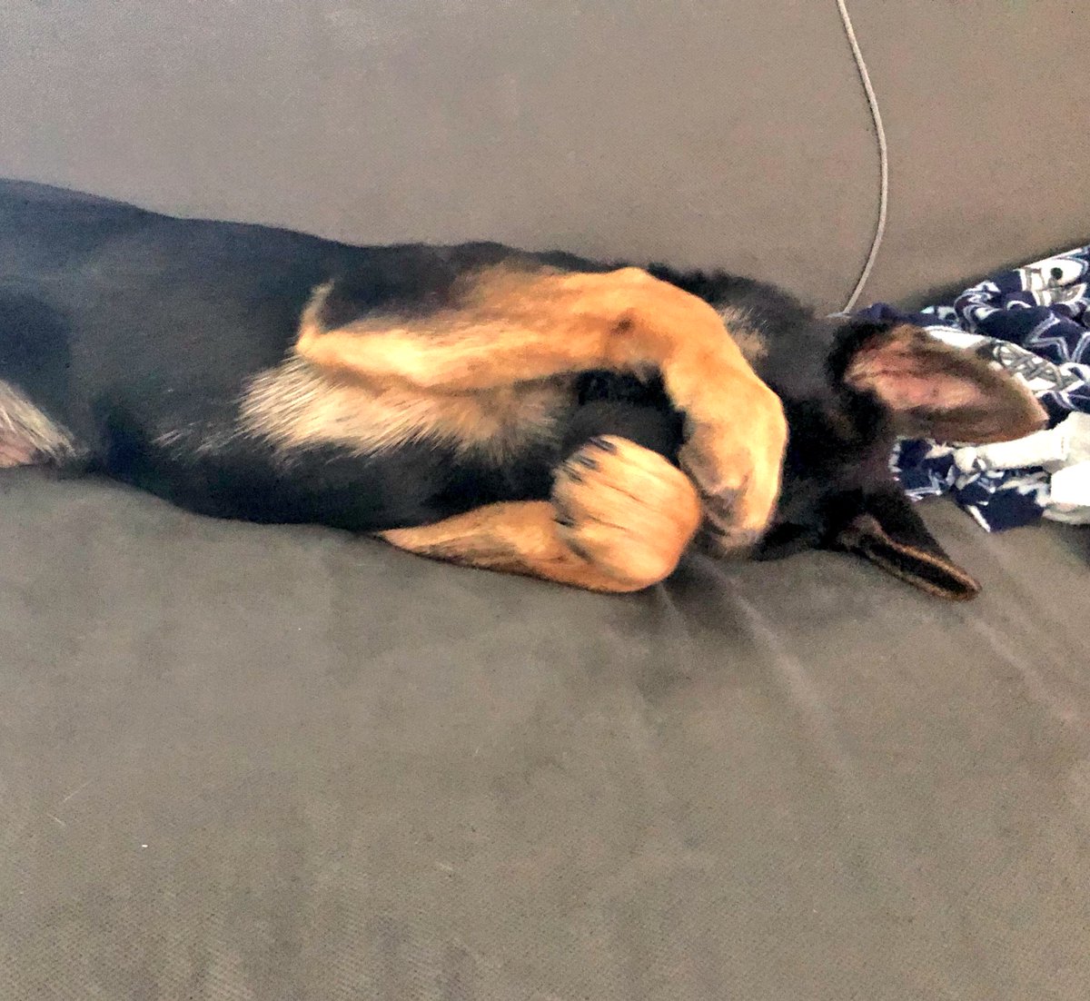 ChrisYoungMusic's tweet photo. Porter hiding from the camera... because he shouldn’t be on the damn couch 🙄 https://t.co/098ACkQmWg