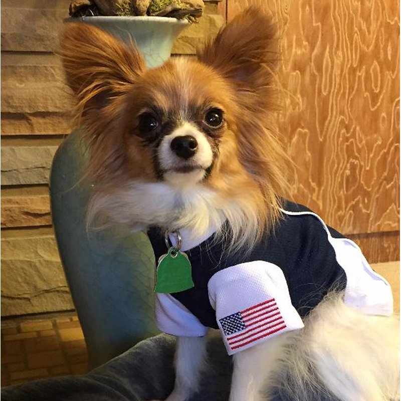 pupaholic's tweet photo. BUY NOW at https://t.co/DRrDS74WqD this awesome USA Dog Soccer Dog Jersey, is an essential for any fan of the game. 

#pupaholiclovers #pupaholic #dog #dogs #dogjersey #soccer #worldcup2018 #cool #sports #lovedogs https://t.co/GwUbys5I3j