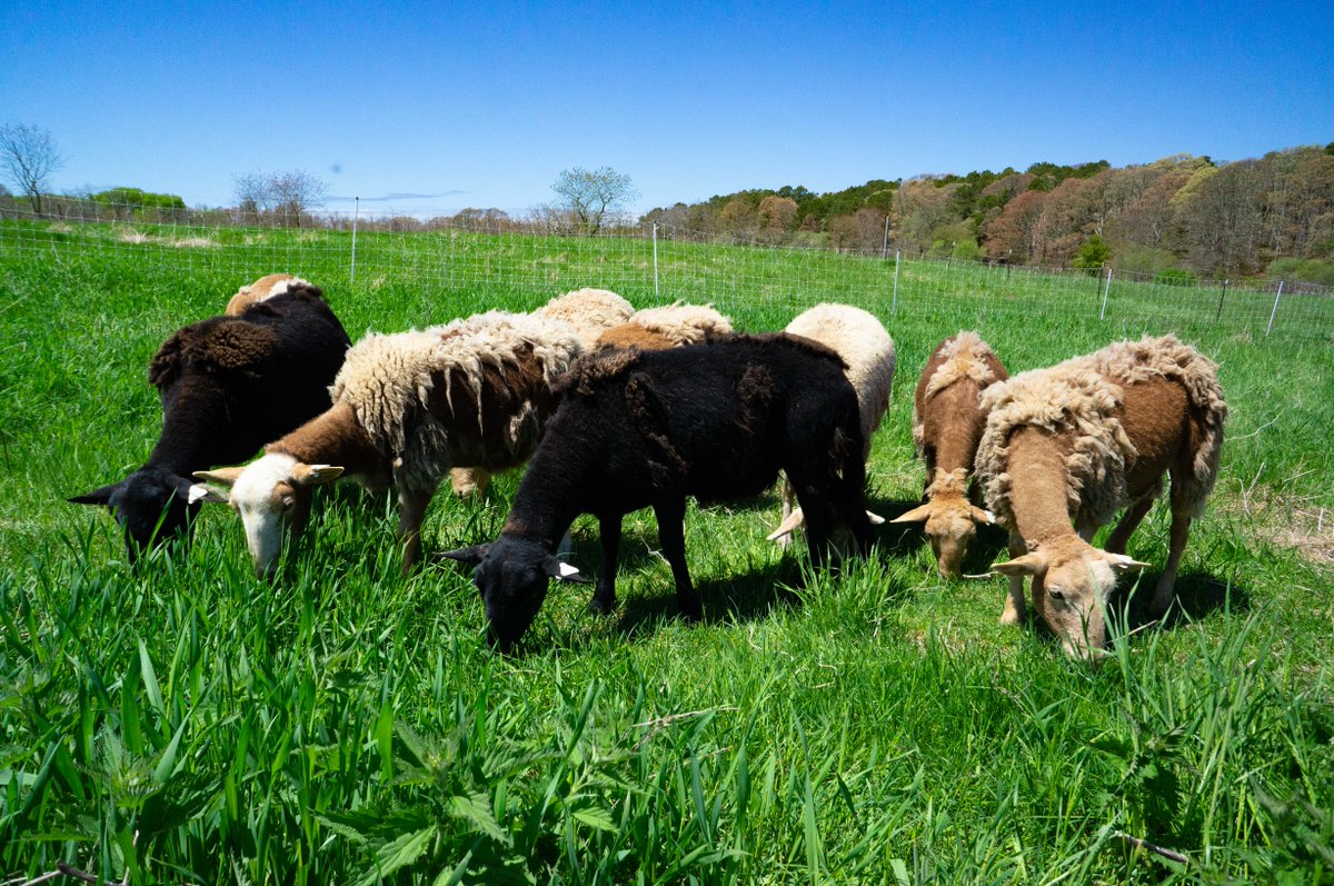 Our first tweet from Peterson Farm where we are shepherding a flock of Katahdin and Scottish Blackface sheep, and training border collies.  First job is to improve farm infrastructure - check out gofundme.com/petersonfarm) if you are interested in helping!