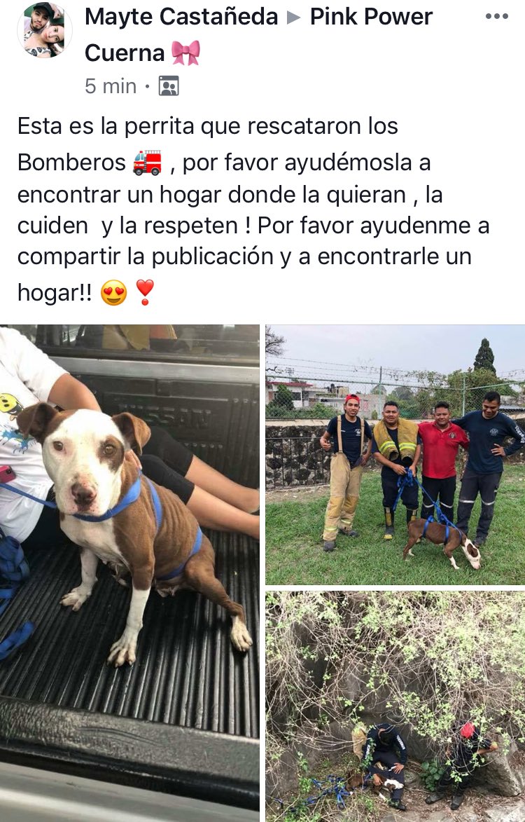 DoctoraSteph's tweet photo. Gracias @Bomb_Cuernavaca porque a pesar de las administraciones deficientes, la vocación y servicio es primero. Gracias por rescatarla!!! ❤️❤️ #todavidacuenta https://t.co/iTGHNX55ez
