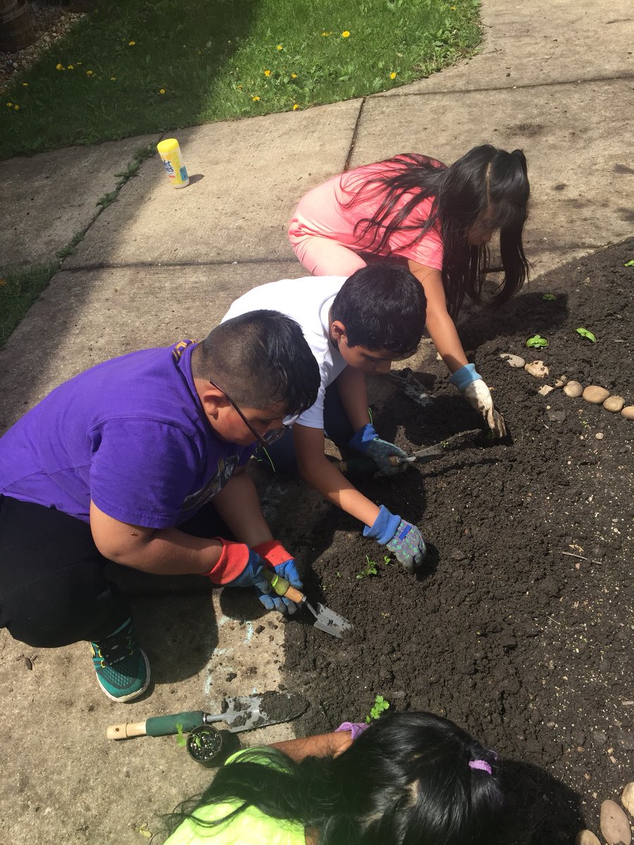 What a beautiful day to plant cilantro in the garden! #weare44 #madison44 @madisongarden44