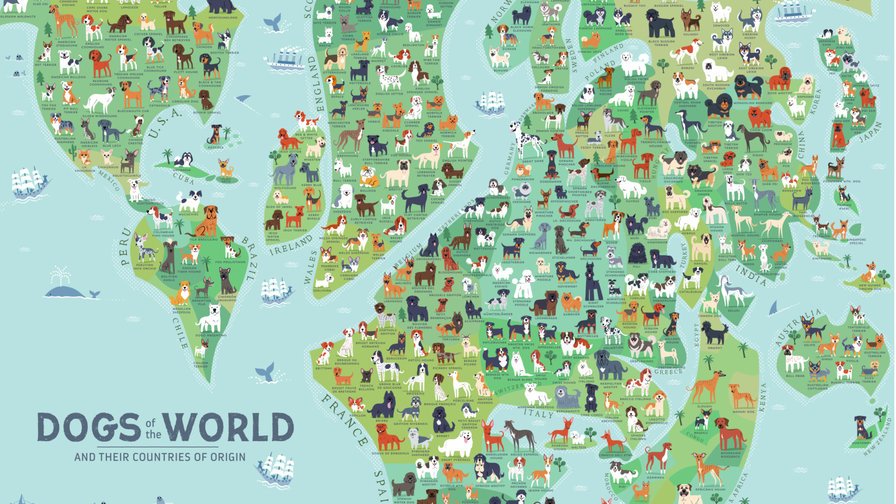 thinkfacts's tweet image. 🐶  Карта происхождения пород собак.
На три страны – Великобританию, Германию и Францию приходится 40% всех выведенных пород. На Европу – 80%
#собаки #карта #происхождение