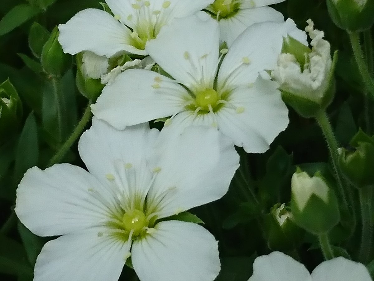 アレナリア モンタナ