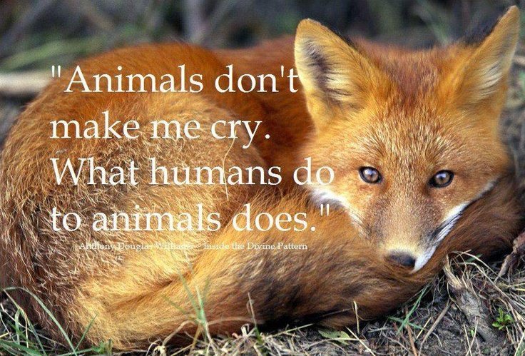 Protect_Wldlife's tweet photo. #ThoughtForTheDay from Anthony Douglas Williams.

#CompassionOverCruelty ❤.

#ThereIsNoExcuseForAnimalAbuse EVER!! https://t.co/p6macllhOz