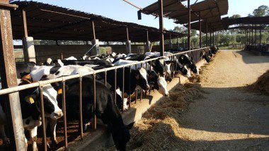 Carabinieri NAS, controlli agli allevamenti e al settore alimentare: sequestrate due aziende zootecniche cibariaweb.it/2018/05/15/car…