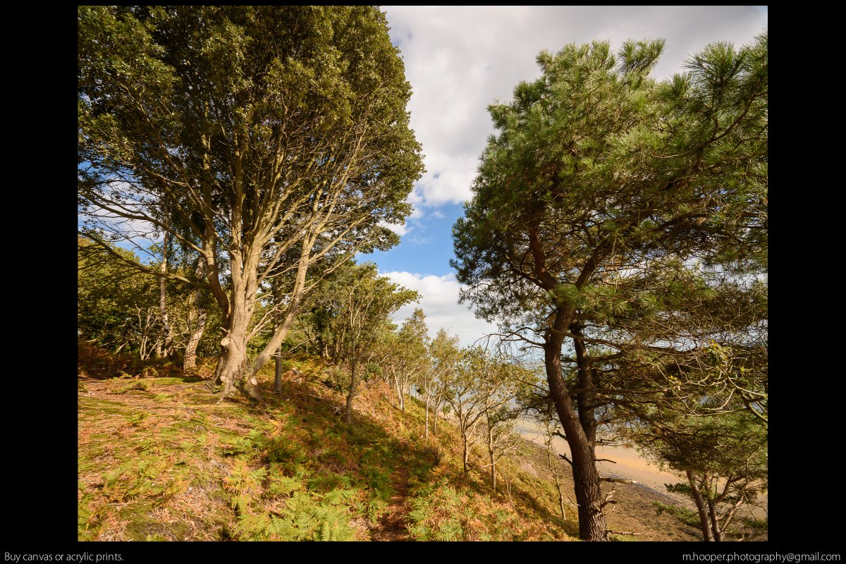 M_Hooper_Photos's tweet photo. Beautiful view at Brownsea Island. 

@DiscoverPurbeck @jurassicguides @Brownseablog @DWTBrownsea @DorsetWildlife #dorsethour @dorsetlandscape @DorsetExplore @OandA_Dorset @JustAboutDorset #letsvisitdorset @VisitWestDorset @VisitDorsetBiz @DorsetTourism #ThePhotoHour https://t.co/xSiJremHrK