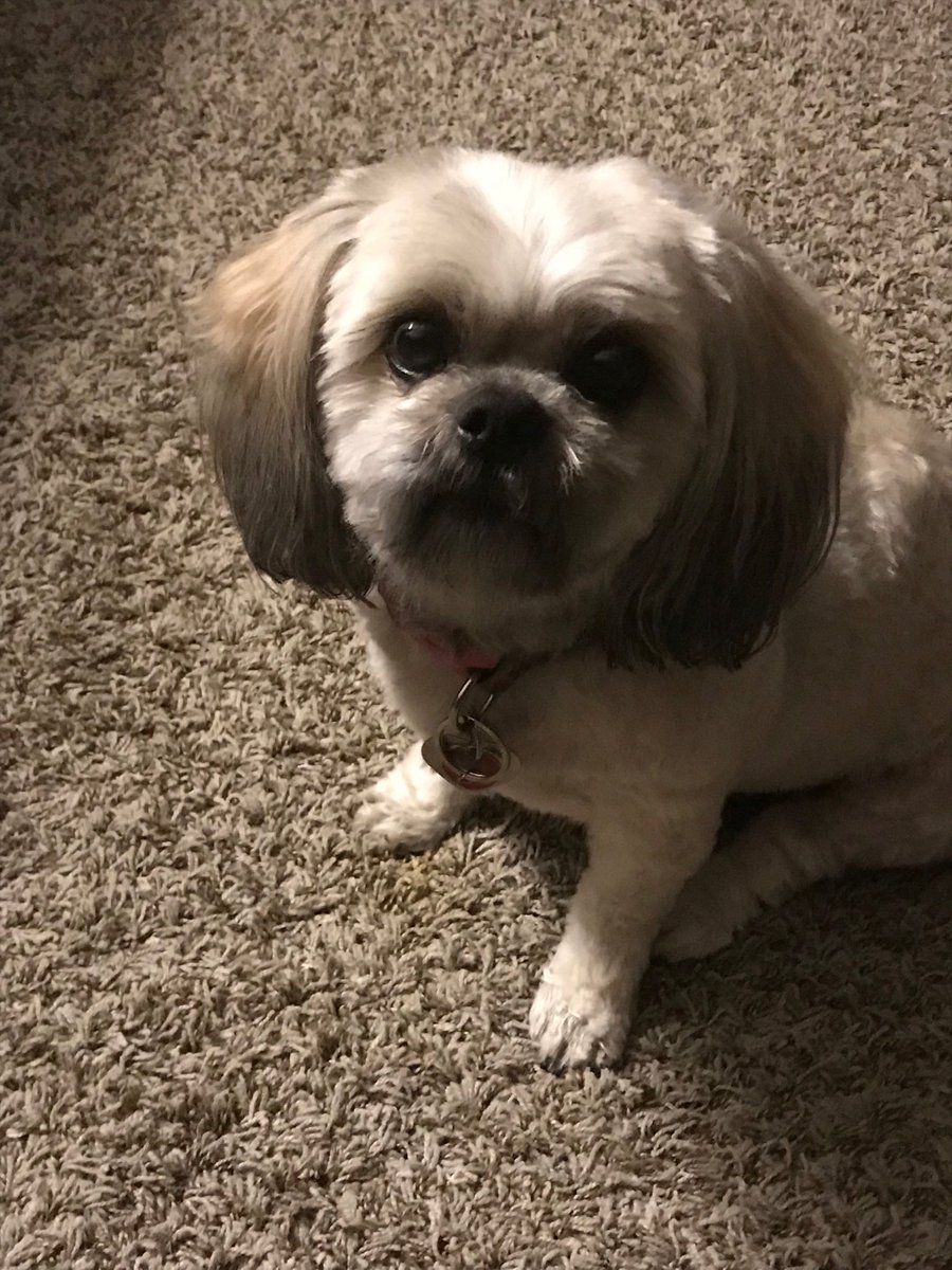 Mel On Twitter They Gave Sadie A Close Cut Not Teddy Bear