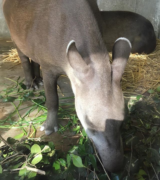 京都市動物園 公式 オクだぜ ブラジルバクのナット君は 今ではミノリママとあまり変わらないくらい 大きくなったぞ 可愛らしいウリ坊模様も消えて 着々と成長中 京都市動物園 動物園 ブラジルバク ナット ゾウの森 消えたウリ坊模様 大人
