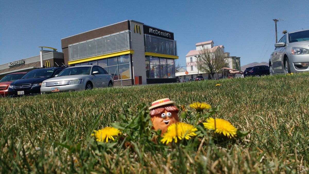AdvMightyNugget's tweet photo. The #sun is out and it is another #McDonaldsMonday enjoying the #daisies! https://t.co/6py5BgO5ms