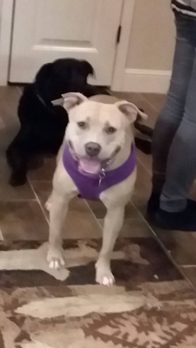 genderparticle's tweet photo. This is my baby Nahla. She is full bred pittbull and she would never hurt a fly. #PittbullDropoff is fucked up, it's like slaughtering babies at birth. https://t.co/iTxIb7ULRe