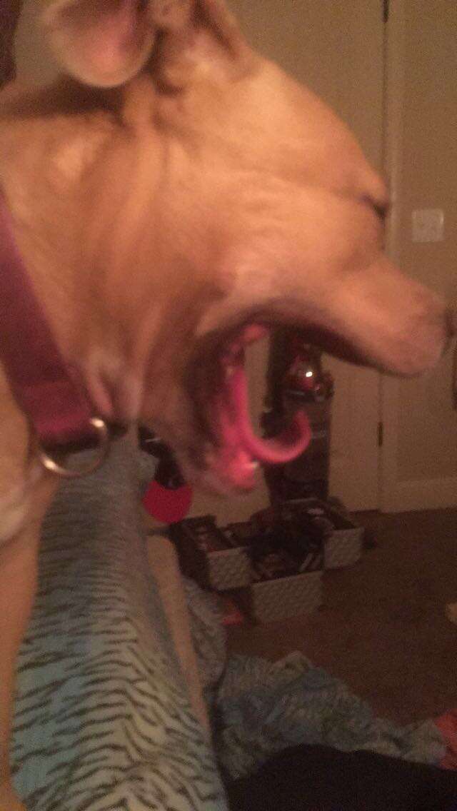 genderparticle's tweet photo. This is my baby Nahla. She is full bred pittbull and she would never hurt a fly. #PittbullDropoff is fucked up, it's like slaughtering babies at birth. https://t.co/iTxIb7ULRe