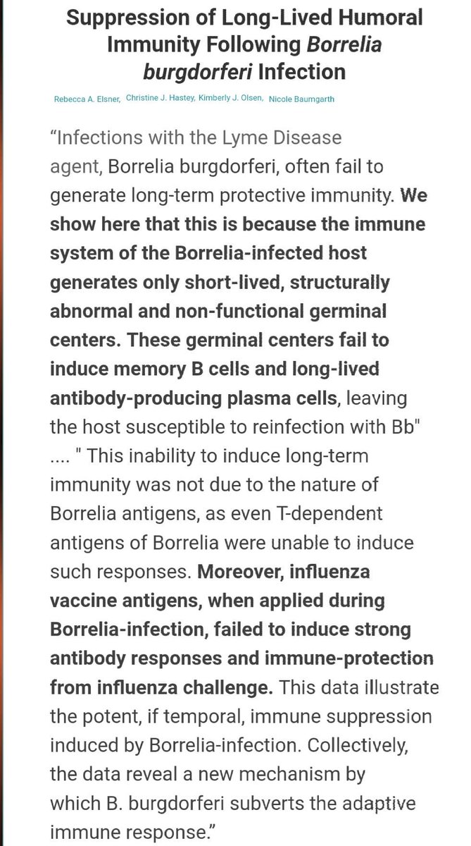 May12org's tweet photo. Research article by Nicole Baumgarth (and others), demonstrating how immune system collapses - B-cell germinal centers in #Lyme (tick bite post-sepsis or LYMErix) victims resulting in the inability to fight off viral infections, similar to #AIDS. Print:
https://t.co/lOpbxQezUS https://t.co/gikuQiscOw
