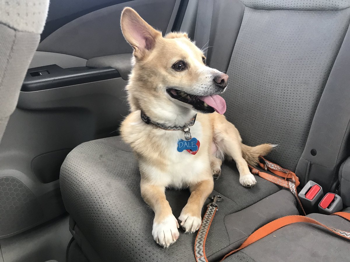 markhaastv's tweet photo. @JoshuaDover This is Dale. He used to live on the streets of Bakersfield, but now he’s a big city spoiled dog. I have no thoughts on your argument but I like tweeting pictures of #DaleDog. https://t.co/l3WyfinNTW
